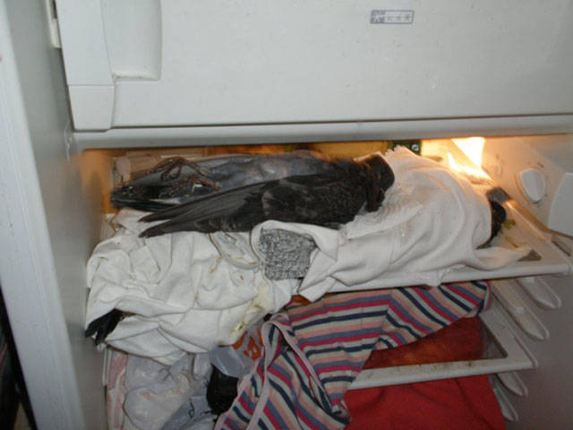 Dude Lets Stray Pigeons Move into His Apartment and the Result Is Beyond Words