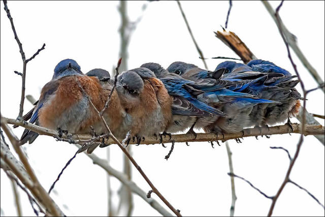 Wild Birds Cuddle Up to Stay Warm in the Cold