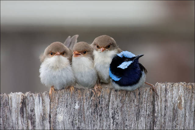 Wild Birds Cuddle Up to Stay Warm in the Cold