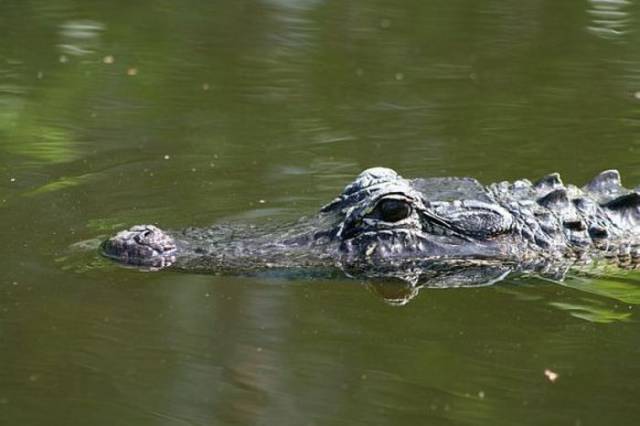 Alligators Can Walk Perfectly Upright Under Water