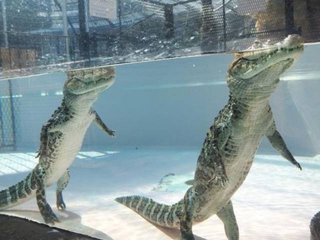 Alligators Can Walk Perfectly Upright Under Water