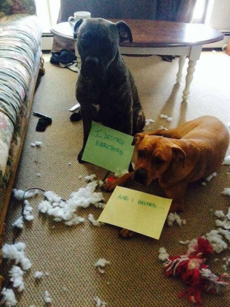 Dogs That Are Not in the Good Books
