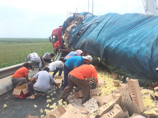 Giant Cargo Truck Drops Thousands of Live Chickens onto the Roadway