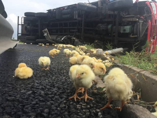 Giant Cargo Truck Drops Thousands of Live Chickens onto the Roadway