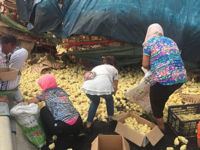 Giant Cargo Truck Drops Thousands of Live Chickens onto the Roadway