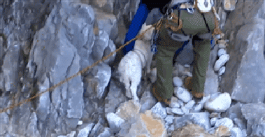 Stuck Animals Get a Helping Hand from Kind Humans
