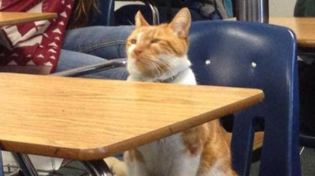 The Cat Who Knows That Education Is Important
