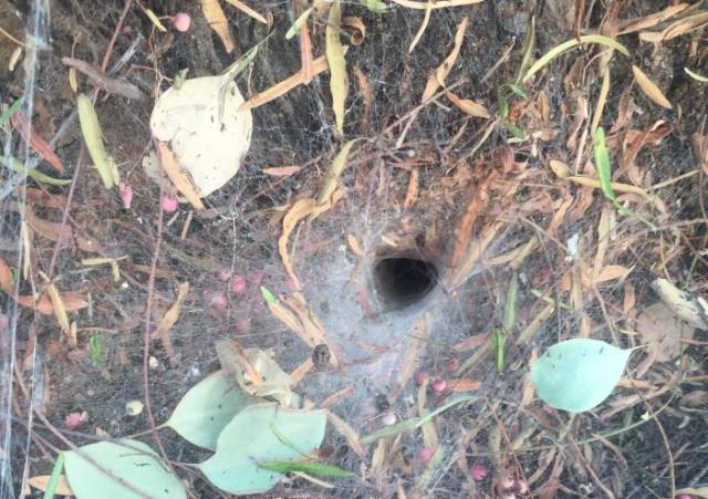 You Really Don’t Want to Put Your Finger into This Hole in the Ground