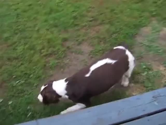 Blind Dog Can Still Play Fetch With Its Owner