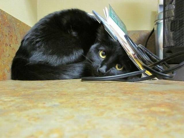Daily Picdump Daily Picdump