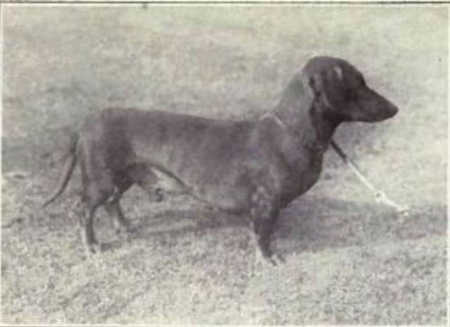 How the Dog Species Has Changed over the Past Century