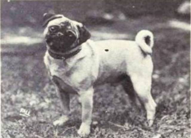 How the Dog Species Has Changed over the Past Century