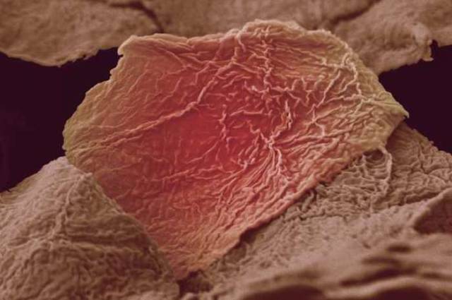 The Human Body Under a Microscope