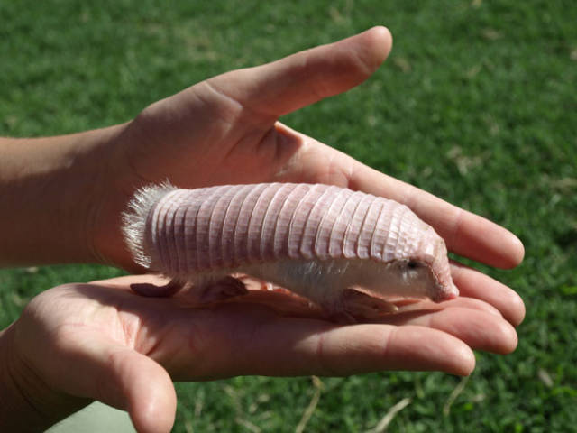 The Oddest Animals That Exist in Real Life