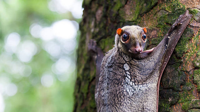 The Oddest Animals That Exist in Real Life