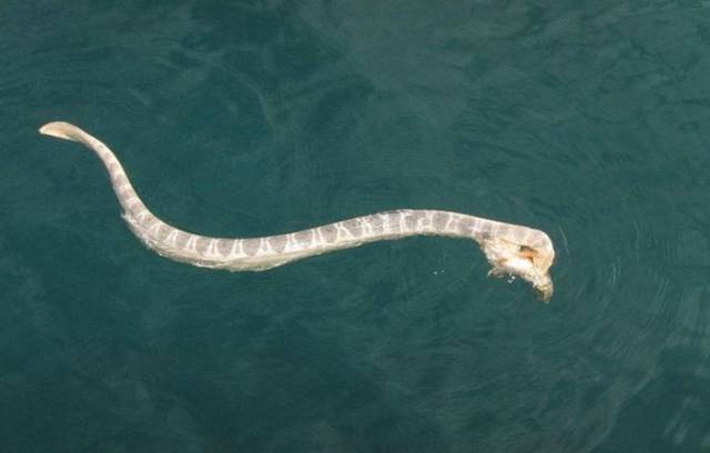 Epic Fight Between Venomous Snake And World’s Most Poisonous Fish