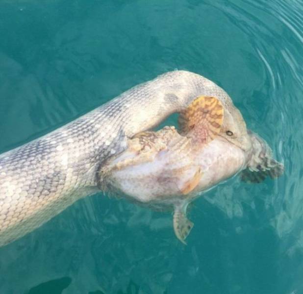 Epic Fight Between Venomous Snake And World’s Most Poisonous Fish Epic Fight Between Venomous Snake And World’s Most Poisonous Fish
