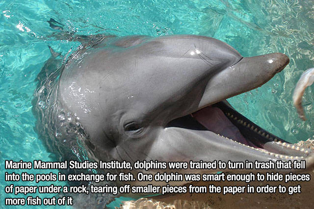 Interesting Random Trivia That Will Make You Will be Surprised to Learn Interesting Random Trivia That Will Make You Will be Surprised to Learn