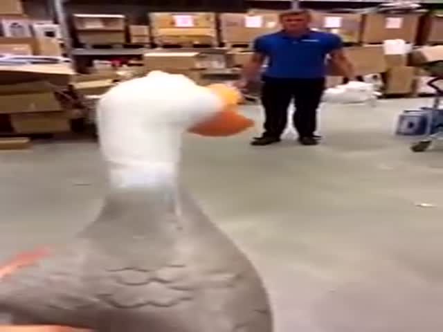 Innocent Duck Gets Kicked and Goes Flying