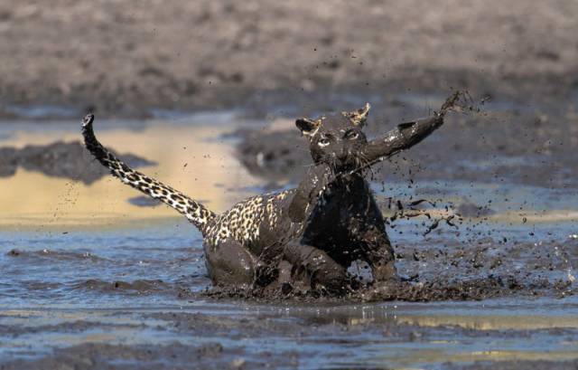 Leopard Goes Mud Fishing in Botswana