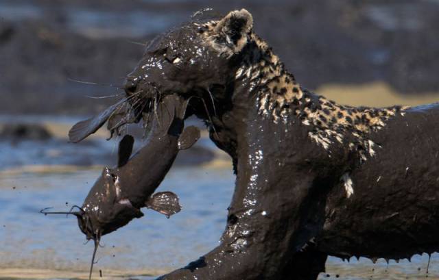Leopard Goes Mud Fishing in Botswana