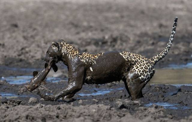 Leopard Goes Mud Fishing in Botswana