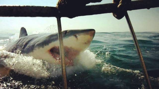 Daily Picdump