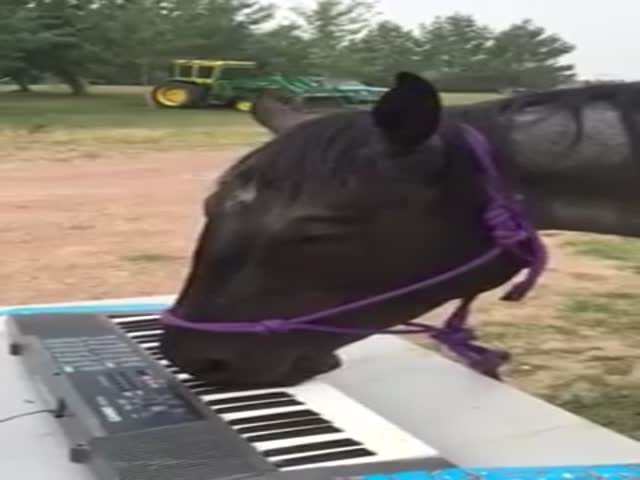 The Horse Who Has a Future as a Pianist