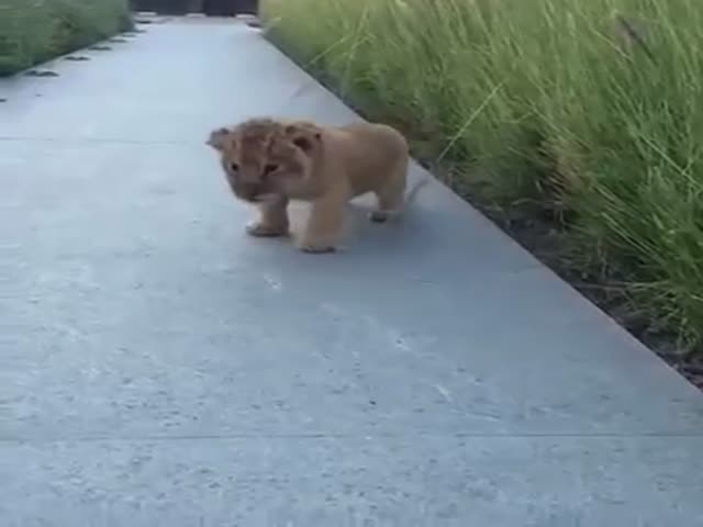 This Baby Lion Roar Is the Cutest Thing You Will See All Day