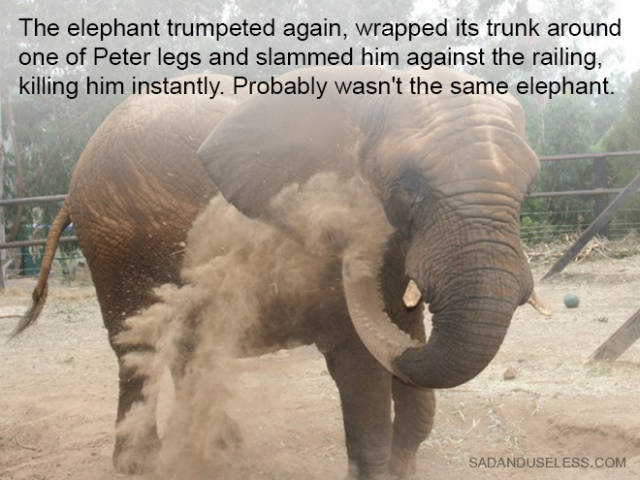Elephants Have the Best Memory of Any Mammal on the Planet