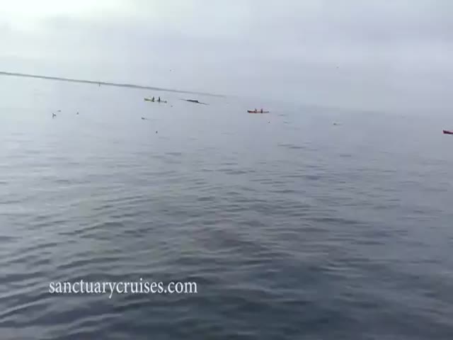 Humpback Whale Breaches the Water and Totally Capsizes Nearby Kayakers