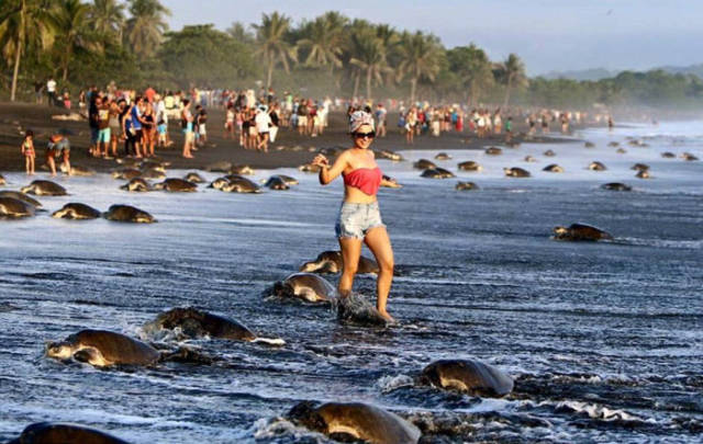 Costa Rican Tourists Interrupt Nature by Preventing Sea Turtles from Laying Their Eggs