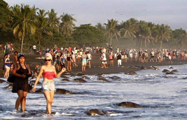 Costa Rican Tourists Interrupt Nature by Preventing Sea Turtles from Laying Their Eggs