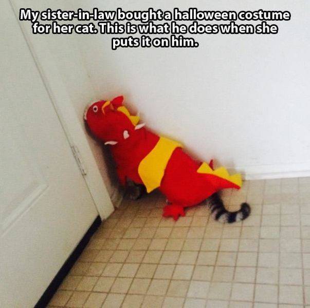 Daily Picdump Daily Picdump