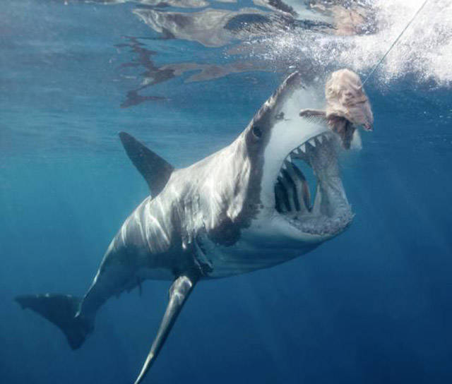 Animals Who Have the Strongest Jaws