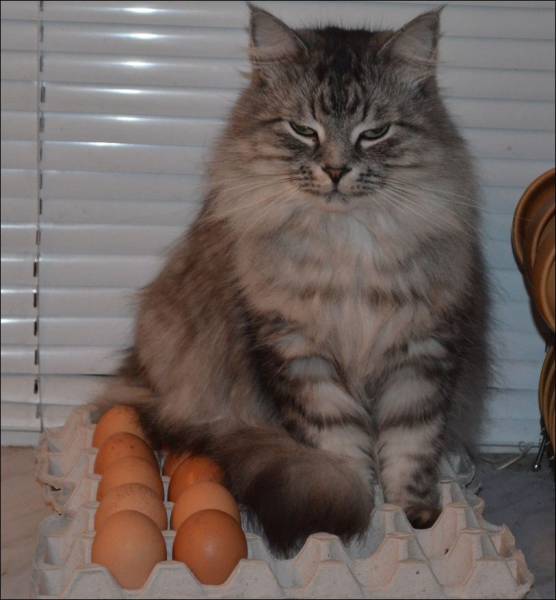 Daily Picdump Daily Picdump