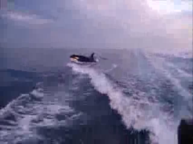 Killer Whales Target a Nearby Boat