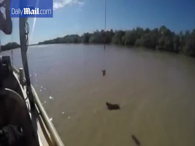 Slow Motion Video of Jumping Crocodile