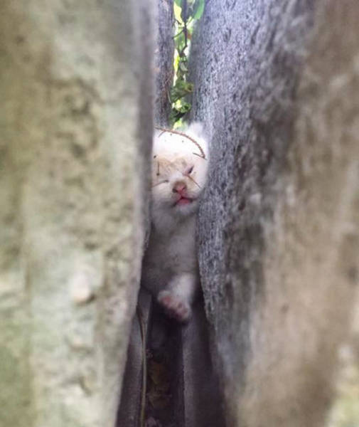 Cute Kitten Found Wedged between Two Large Boulders
