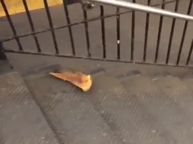 New York City Subway Rat Loses His Pizza Dinner on the Stairs