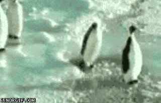 Animals Make Falling Look Very Funny