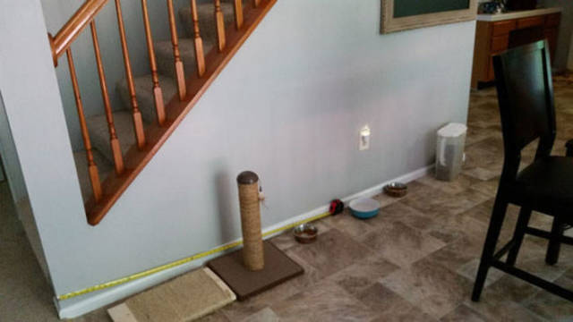 Creative Pet Owner Builds His Dog a Special Room Under the Stairs