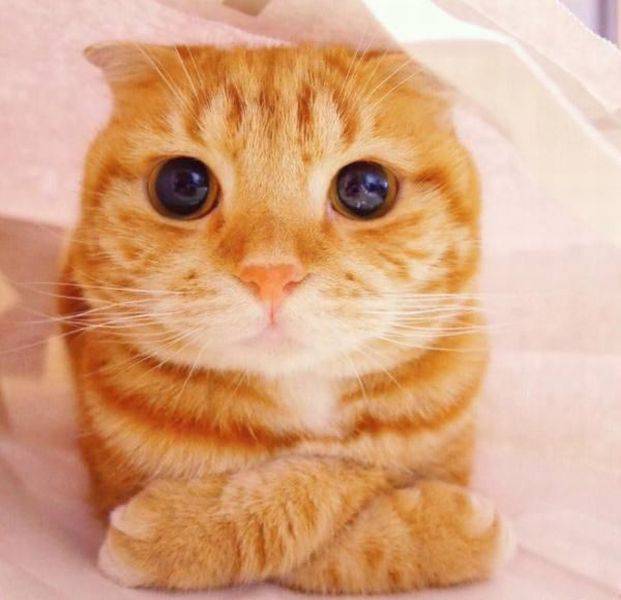 Daily Picdump Daily Picdump