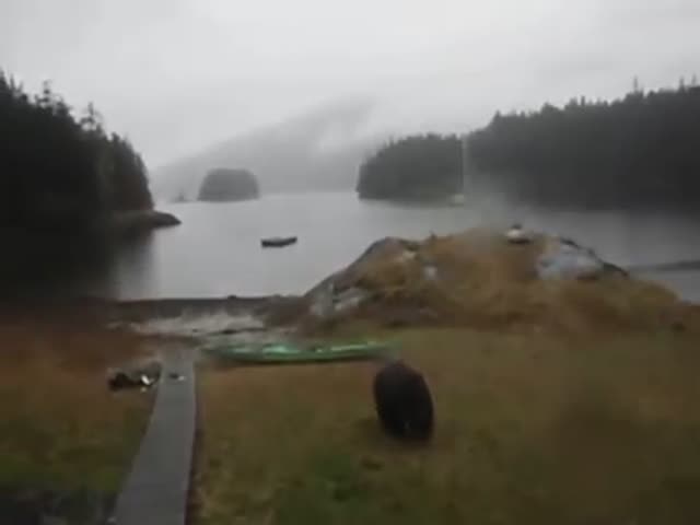Black Bear Attacks a Lonely Kayak