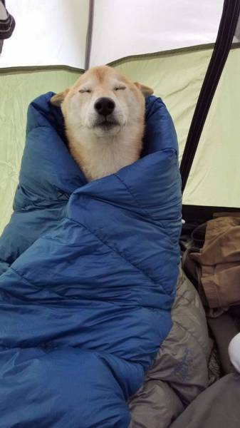 Daily Picdump Daily Picdump