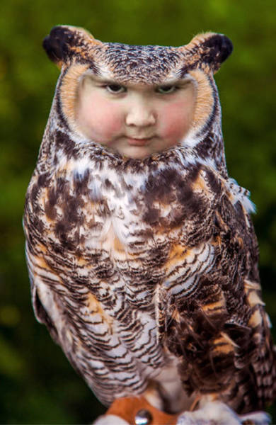 This Miserable Girl Holding an Owl Is Taking the Internet by Storm