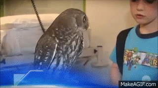 Owls Are Really Bizarre Creatures