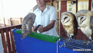 Owls Are Really Bizarre Creatures
