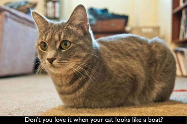 If You Own a Cat Then These Things Will Be Part of Your Daily Life