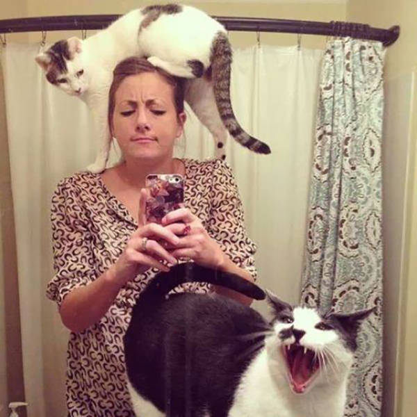 If You Own a Cat Then These Things Will Be Part of Your Daily Life